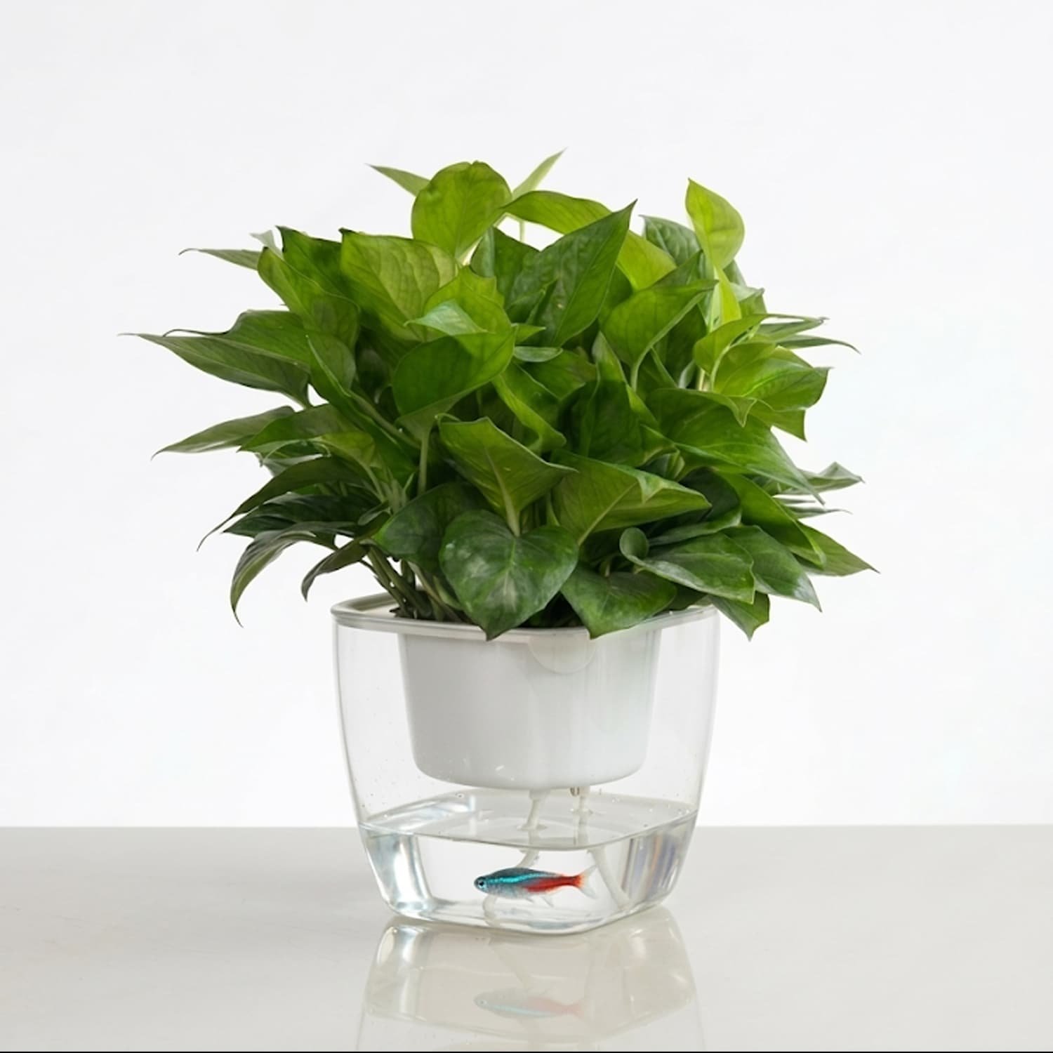 4 Self Watering Pot with Special Price
