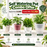 4 Self Watering Pot with Special Price thumbnail